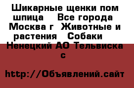 Шикарные щенки пом шпица  - Все города, Москва г. Животные и растения » Собаки   . Ненецкий АО,Тельвиска с.